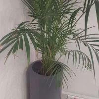 خدمتکار خانم