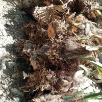 فسیل کلوته  کنده آماده  برای کاشت