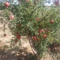 باغ انار|فروش دفتر صنعتی، کشاورزی، تجاری|رامشه, |دیوار