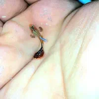 ماهی های گوپی|ماهی|اردبیل, |دیوار