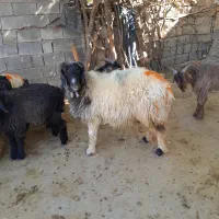 ۲۳ ملیون|حیوانات مزرعه|بازفت, |دیوار