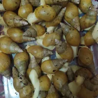 حلزون آچاتینا