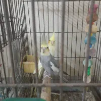 پرنده|پرنده|ابریشم, |دیوار