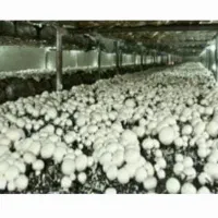 کودکومپوست قارچ(استفاده شده)مختص درخت و گل گیاه