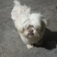 سگ شیتزو فلت سایز ریز