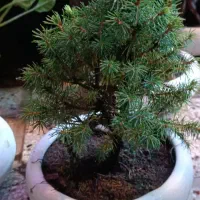 بن سای  کونیکا وسیکاس در شیراز