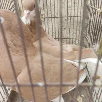 کبوتر نرماده خوش رنگ زرد|پرنده|کازرون, |دیوار