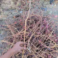 قلمه انگور|خدمات باغبانی و درختکاری|تربتحیدریه, باغ سلطانی|دیوار