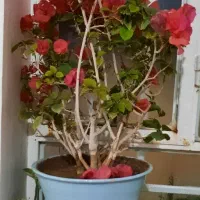 زمین.کشاورزی