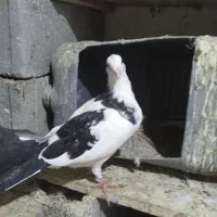 کفترنرابلغ300|پرنده|شیروان (خراسان), |دیوار