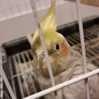 طوطی عروس هلندی