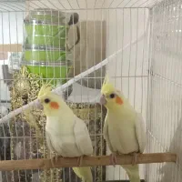 جوجه عروس هلندی لوتیتو چشم شرابی نژاد کینگ|پرنده|مشهد, آبکوه|دیوار