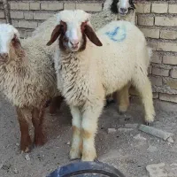 گوسفند بره نر  و ماده