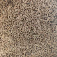 جو فروشی جلگه حدود ۲ تن|خوردنی و آشامیدنی|خانمیرزا, |دیوار