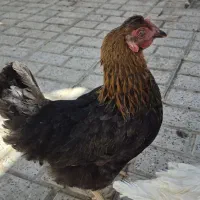 مرغ سیاه و خروس سفید