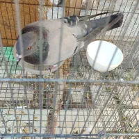 کبوتر بالغ جنسیت نامعلوم