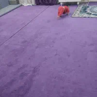 موکت به رنگ بنفش ۳۰ متر مربع دو‌تیکه|موکت|کارون, |دیوار