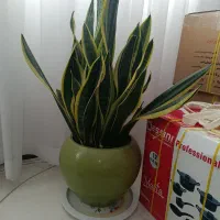 سانسوریا لب طلایی