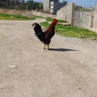خروس سیاه جوان سرحال  درشت