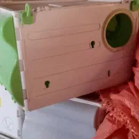 لانه عروس هلندی