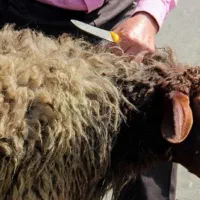 ذبح گوسفند سربری ازپوست دراوردن تکه تکه کردن....