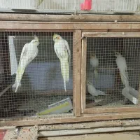 پرنده سرای یونس|پرنده|طبس, |دیوار