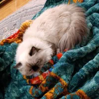 گربه هیمالین