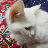 بتچه گربه سفید|گربه|قم, نیروگاه|دیوار