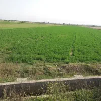 فروش 1.5هکتار زمین آبی کارخانه سیمان ابتدای سدشهدا|فروش دفتر صنعتی، کشاورزی، تجاری|بهبهان, |دیوار
