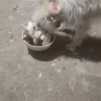 گم شده سگ|حیوانات|جیرفت, |دیوار