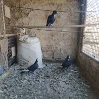 کفتر