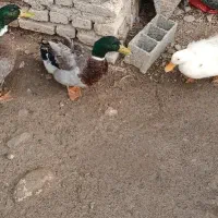 خروس اردک مرغ شاخدار|حیوانات مزرعه|بومهن, |دیوار