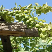 فروش زمین ۵۰۰ متری|فروش زمین و ملک کلنگی|باقرشهر, |دیوار