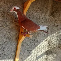 کبوترعطیقه|پرنده|مشهد, هفده شهریور|دیوار