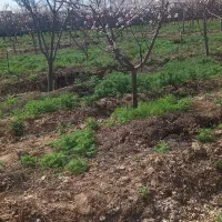 باغبانی گلکاری صفرتاصدهرس درختان کوددهی تیلرزنی|خدمات باغبانی و درختکاری|مشهد, سجاد شهر|دیوار
