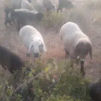 کهره بره  گوشتی|حیوانات مزرعه|شیراز, جوادیه|دیوار