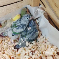 جوجه گرین چیک و برزیلی