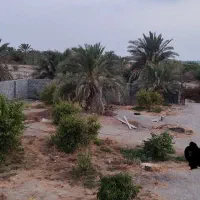 نیم هکتار زمین باغی اجاره داده می‌شود