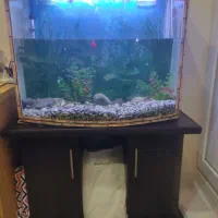 آکواریوم شیشه خم به همراه میز|ماهی|اندیشه, اندیشه فاز ۱|دیوار