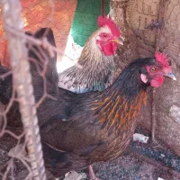 مرغ خروس جوان و خر گوش