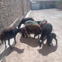 میش و بره