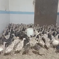 جوجه بوقلمون