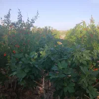فروش ۲۰۰متر باغچه انار  ۳۵۰ملیون|فروش زمین و ملک کلنگی|سلفچگان, |دیوار