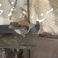 کفتر|پرنده|تهران, سلیمانی|دیوار