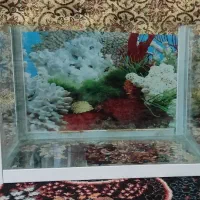 ماهی|ماهی|سنندج, |دیوار