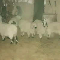 بره ماده|حیوانات مزرعه|ریگ ملک, |دیوار