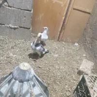 کفتر پلنگ|پرنده|تربتحیدریه, پائین ولایت|دیوار