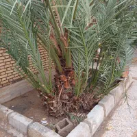 نخل برحی|گل و گیاه طبیعی|آبادان, |دیوار