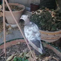کفتر گل باقله