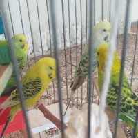 مرغ عشق مولد